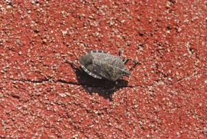 bug on wall