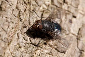 housefly on wood