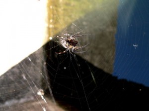 spider on web