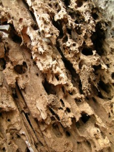 damaged wood